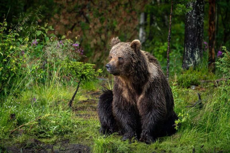 Kuusamo: Bear Watching Overnight Tour - What We Love About This Tour