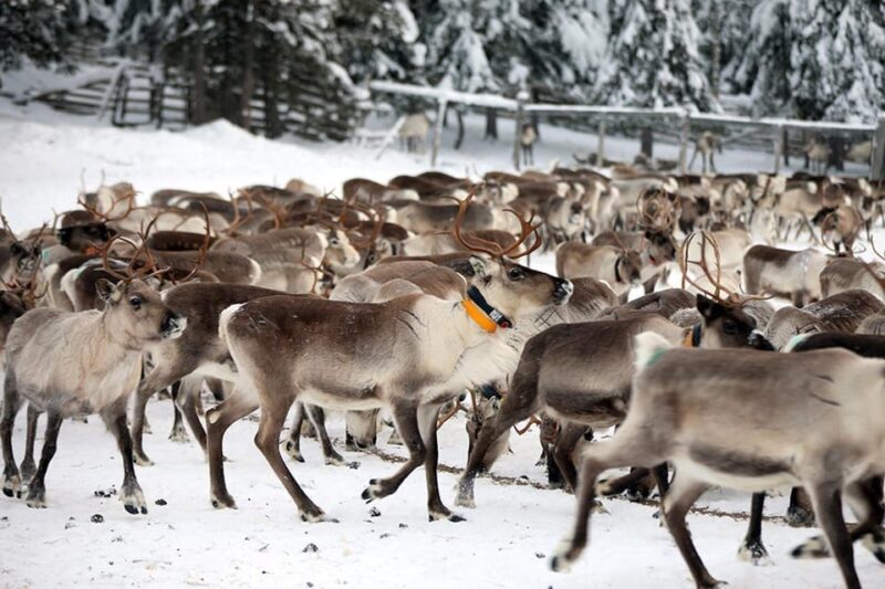 Kuusamo: Morning Feeding of Hundreds of Reindeer - Key Points
