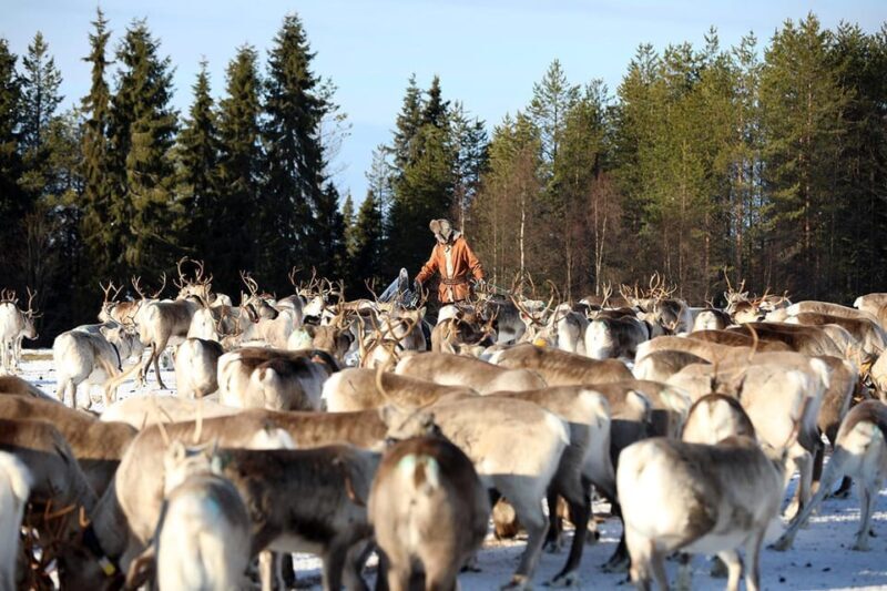 Kuusamo: Morning Feeding of Hundreds of Reindeer - In-Depth Look at the Reindeer Feeding Tour