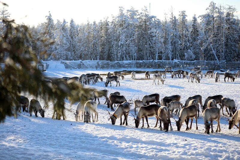 Kuusamo: Morning Feeding of Hundreds of Reindeer - Who Will Enjoy This Tour?