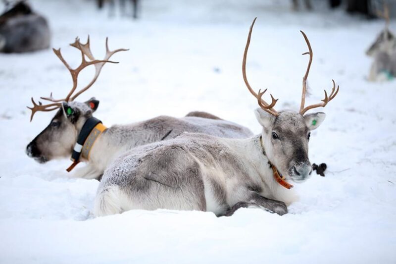 Kuusamo: Reindeer Farm Visit - Kuusamo: Reindeer Farm Visit — An Authentic Finnish Experience