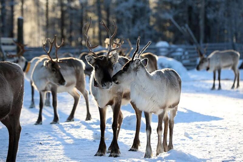 Kuusamo: Reindeer Farm Visit - Who Should Consider This Tour?