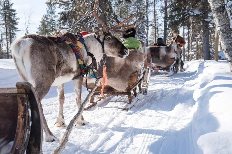 Kuusamo: Reindeer Sleigh Ride in Kujalan Porotila - Key Points