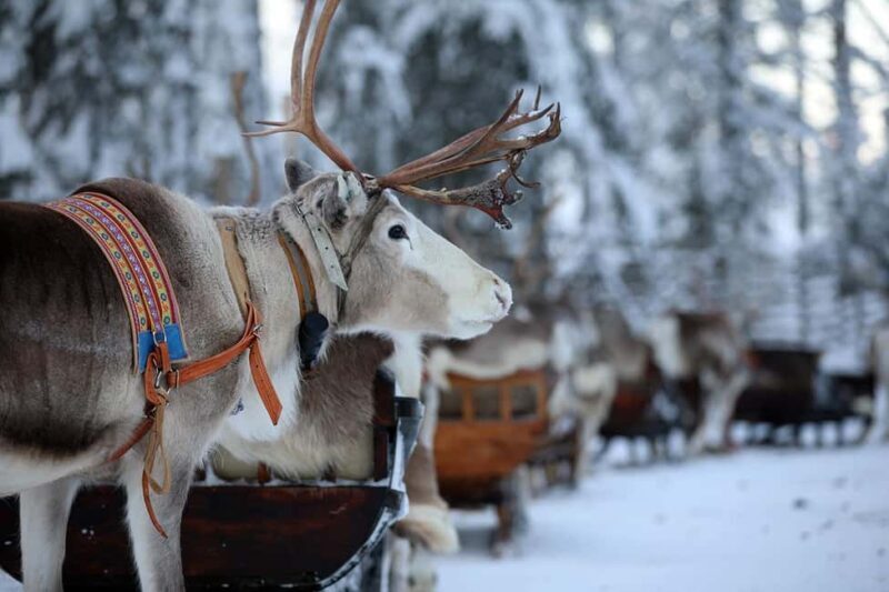 Kuusamo: Reindeer Sleigh Ride in Kujalan Porotila - What Is the Kuusamo Reindeer Sleigh Ride All About?