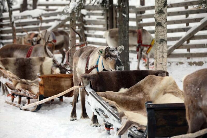 Kuusamo: Reindeer Sleigh Ride in Kujalan Porotila - Who Will Enjoy This Tour?
