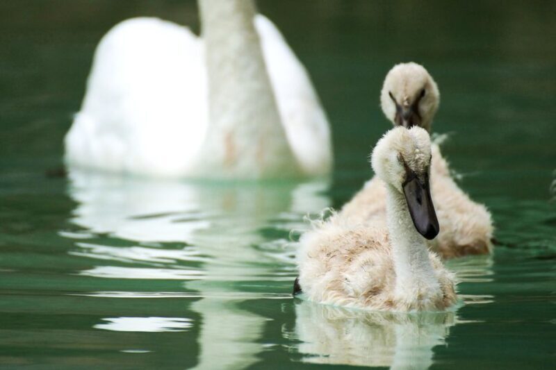 La Almudaina Palace Entry Ticket - Practical Details