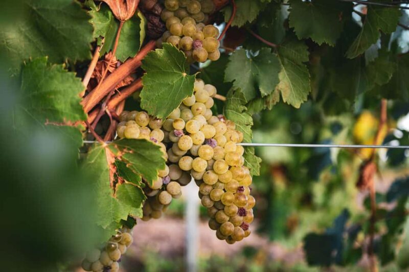 LA CAJA DE PANDORA - The Experience Value