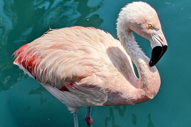 LA Day Trips to Casinos, Palm Springs, San Diego, Santa Barbara - FAQ