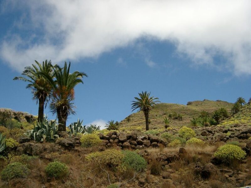 La Gomera: Guided Hiking Tours from Valle Gran Rey - Key Points