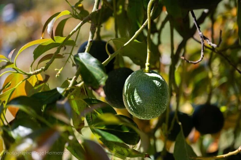 La Herradura Coffee Farm: tour in Europe's only plantation - Final Thoughts