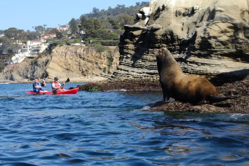 La Jolla: 2.5-Hour Kayak and Snorkel Tour - The Overall Value