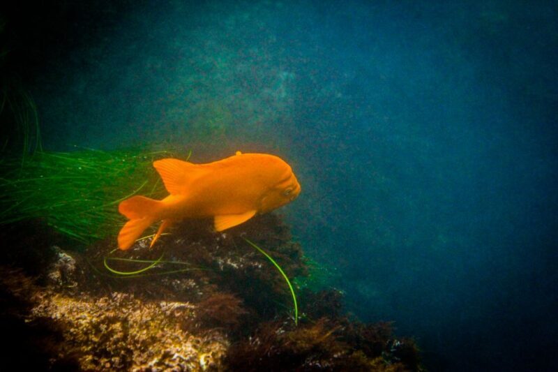 La Jolla: 2-Hour Kayak Tour of the 7 Caves - Frequently Asked Questions