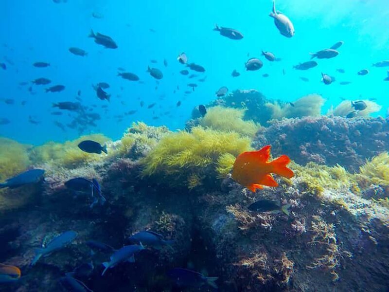 La Jolla: Full-Day Snorkel Gear Rental with Wetsuit Option - What to Expect: A Breakdown of the Day