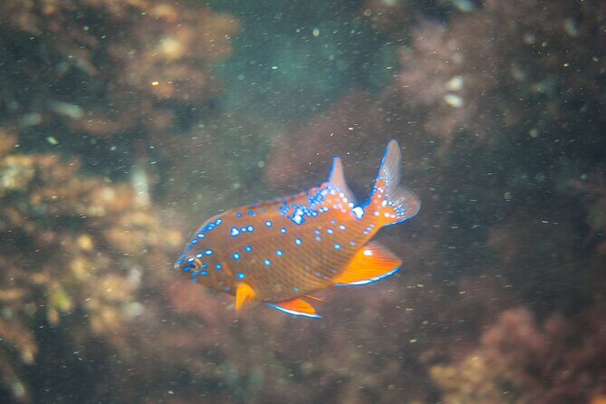 La Jolla Kayak and Snorkel Tour - Wrapping It Up