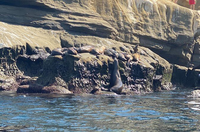 La Jolla Sea Caves Kayak Tour (Single Kayak) - FAQ