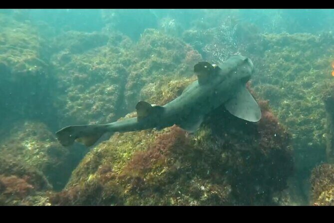 La Jolla Snorkel with the Leopard Sharks - The Reality of the Experience