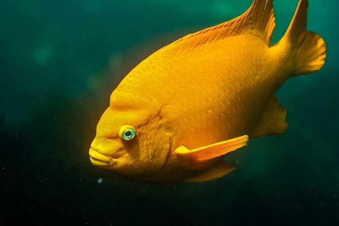 La Jolla Snorkel with the Leopard Sharks - Who Will Enjoy This Tour?