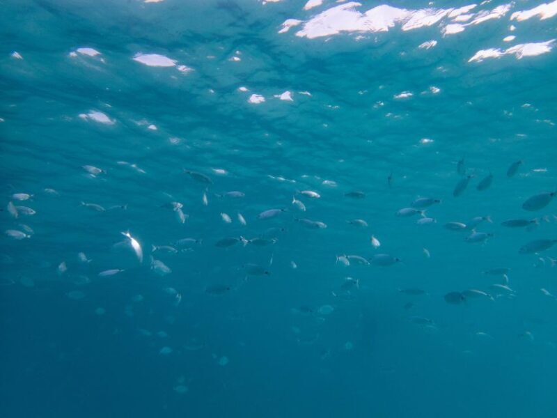 La Maddalena: afternoon snorkeling tour from Porto Pollo - The Experience: What Travelers Say