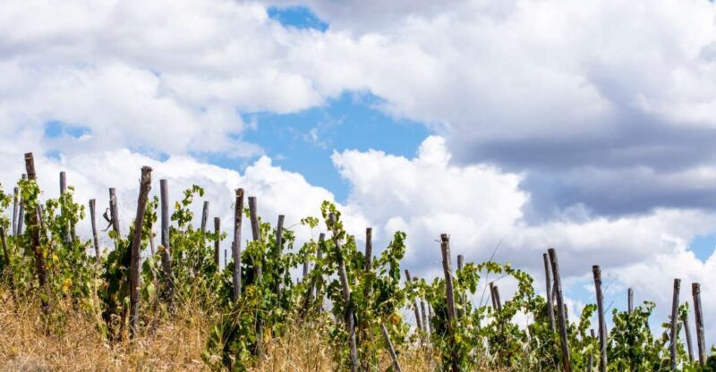 La Maliosa Farm Experience & Wine Tasting - What Travelers Say