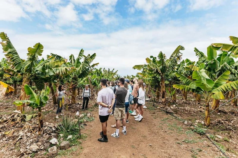 La Orotava: Eco Banana Plantation Tour with Banana Liquor - Setting Expectations for the Tour