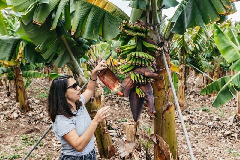 La Orotava: Eco Banana Plantation Tour with Banana Liquor - The Benefits of This Tour