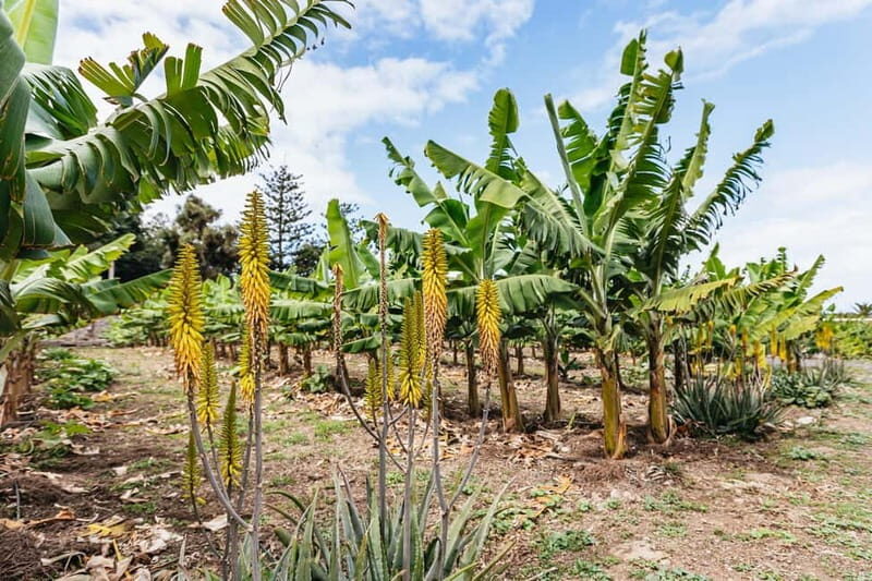 La Orotava: Eco Banana Plantation Tour with Banana Liquor - Possible Drawbacks or Considerations