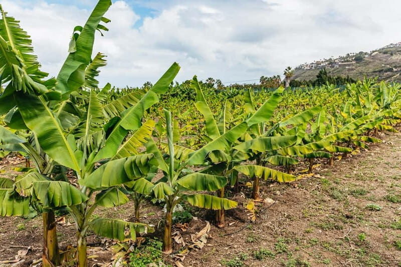 La Orotava: Eco Banana Plantation Tour with Banana Liquor - Who Should Consider This Tour?
