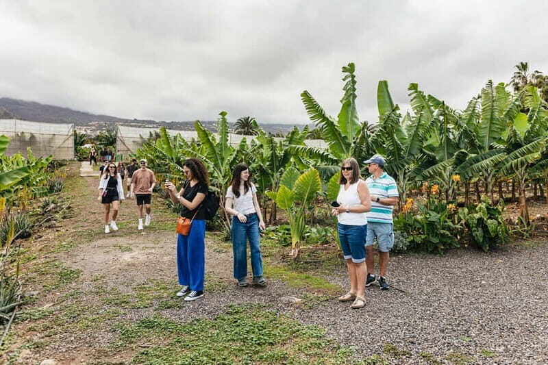 La Orotava: Eco Banana Plantation Tour with Banana Liquor - FAQ