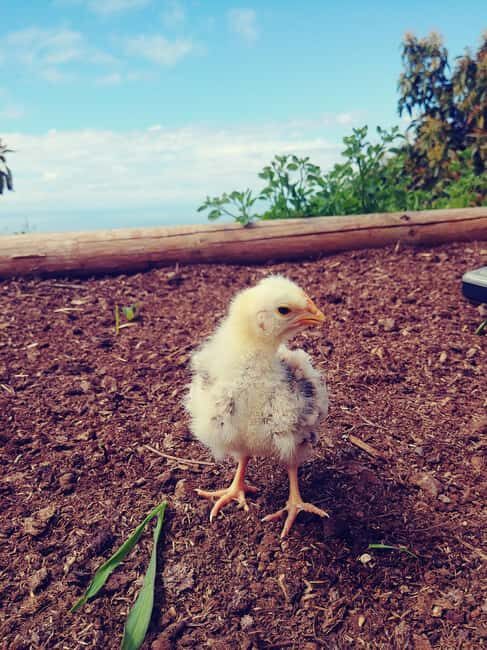 La Orotava: Workshop "Natural Horsemanship" and Permaculture - Key Points