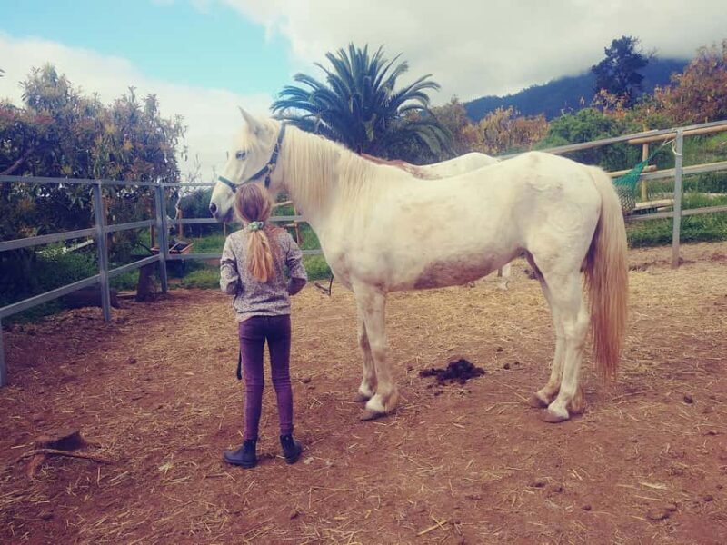 La Orotava: Workshop "Natural Horsemanship" and Permaculture - The Setting & Atmosphere