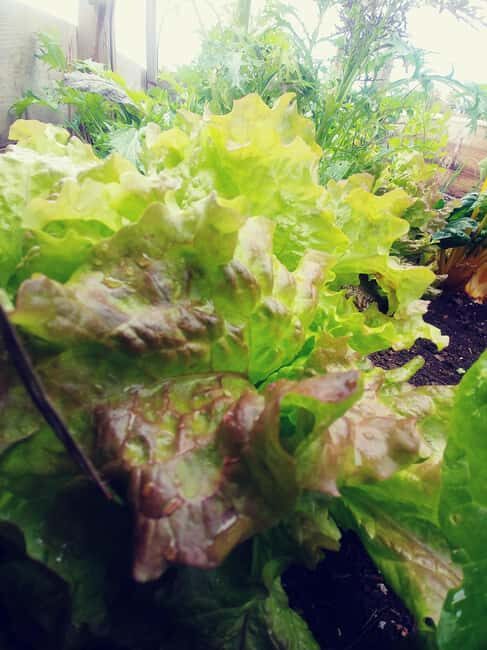 La Orotava: Workshop "Natural Horsemanship" and Permaculture - Who is This Tour For?