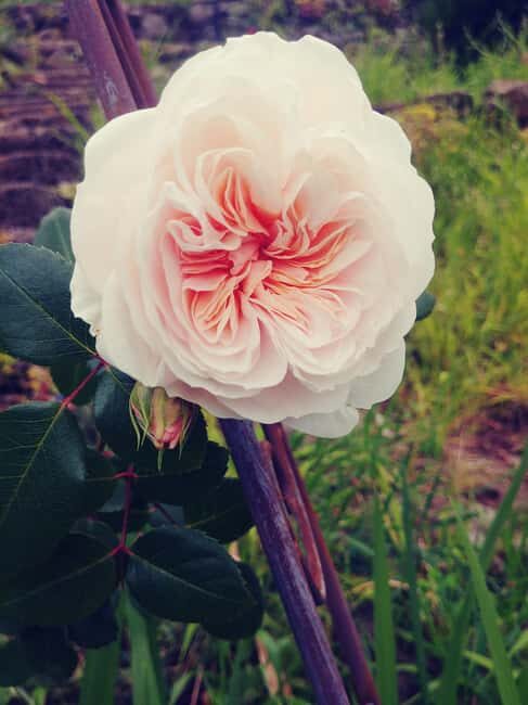 La Orotava: Workshop "Natural Horsemanship" and Permaculture - Pricing & Value Analysis