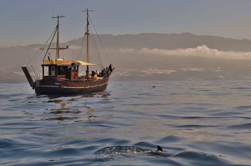 La Palma: 4 Stunden Bussard Classic Tour - Who Should Book This Tour?