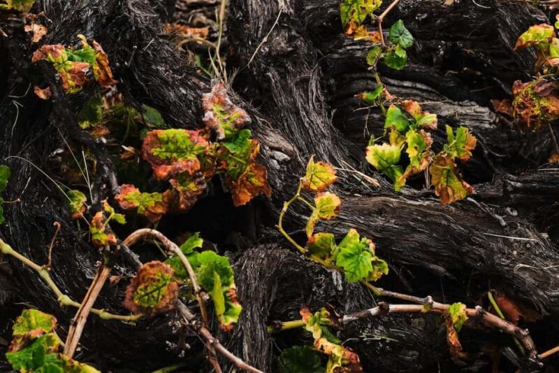 La Palma: Bodegas Teneguia Winery Tour with Wine Tasting - Exploring Bodegas Teneguía