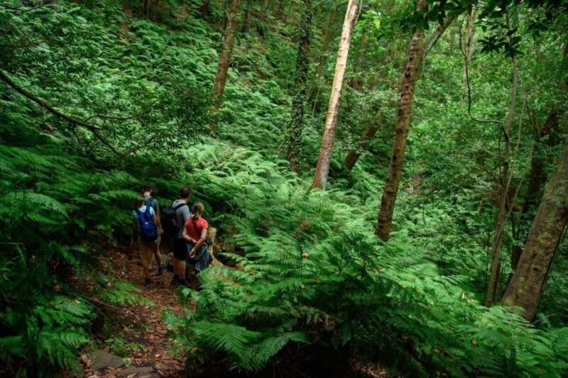 La Palma: Guided Trekking Tour To Cubo de la Galga - Frequently Asked Questions