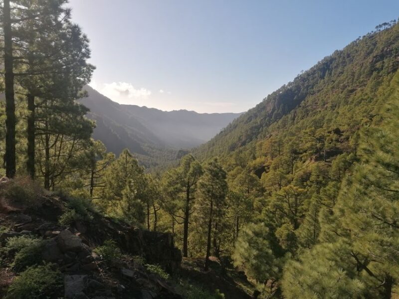 La Palma: San Antonio and Teneguia Volcanos Tour by 4x4 Bus - Final Thoughts