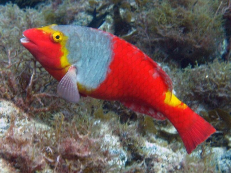 La Palma: SSI Try Scuba Program - What Is the SSI Try Scuba Program in La Palma?