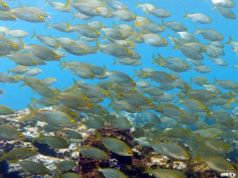 La Palma: SSI Try Scuba Program - The Guides and Support