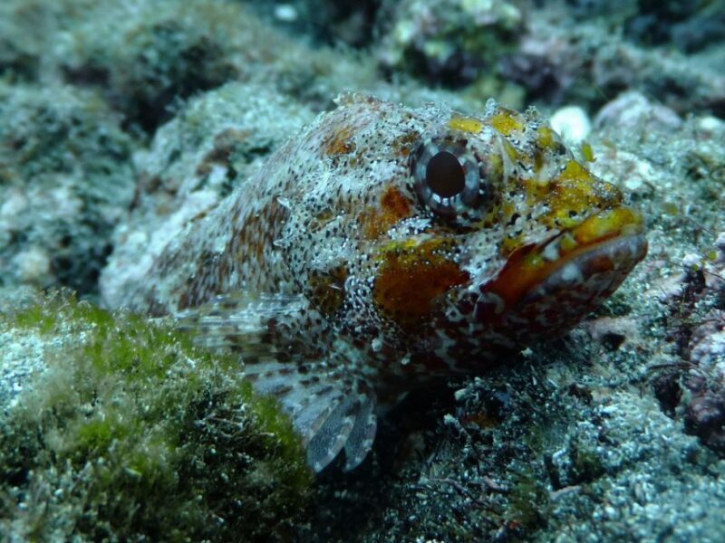 La Palma: SSI Try Scuba Program - FAQ