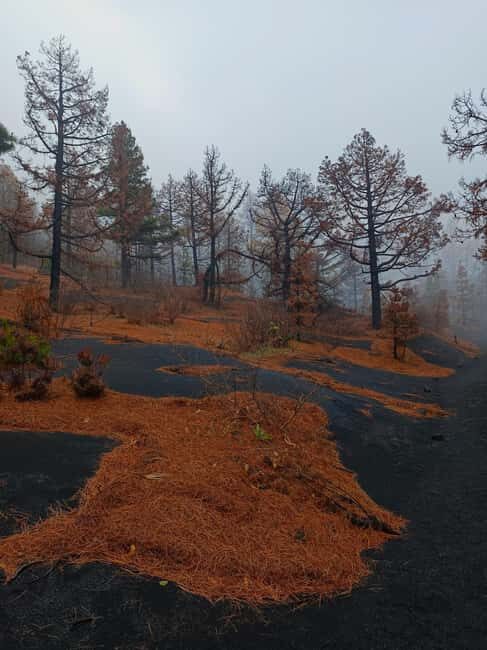 La Palma: Tajogaite and San Juan Volcanoes with Cueva de las Palomas - A Closer Look at the Itinerary and Experience
