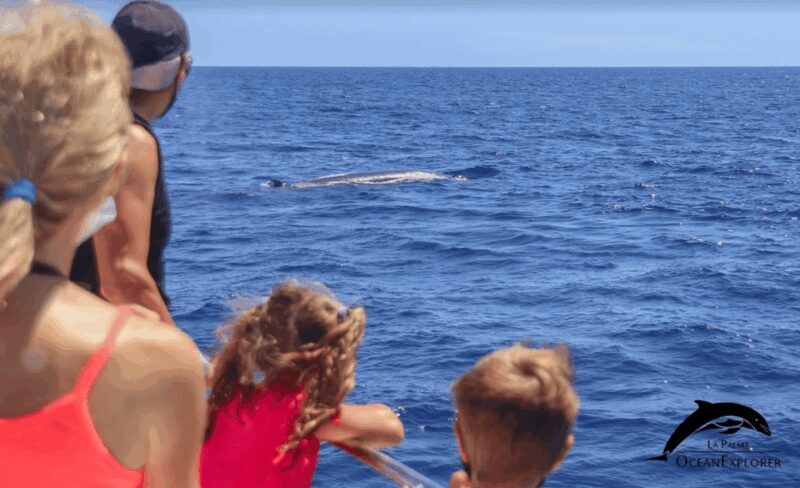 La Palma: Whale Watching Experience and Coastal Highlights - Key Points