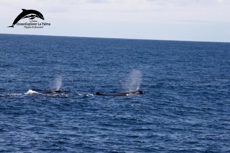La Palma: Whale Watching Experience and Coastal Highlights - The Experience in Detail