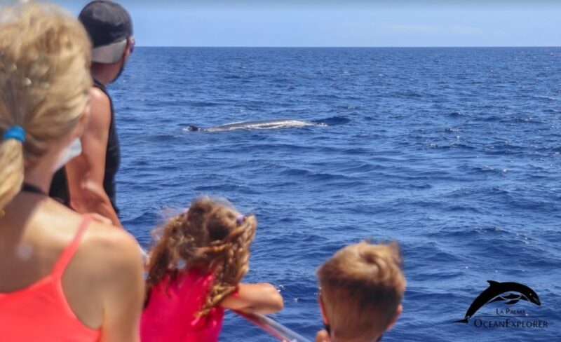 La Palma: Whale Watching Experience and Coastal Highlights - FAQ