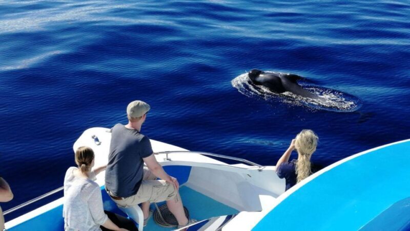 La Palma: Wildlife Viewing and Cumbre Vieja Boat Tour - What to Expect on the La Palma Marine Tour