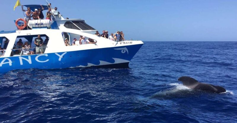 La Palma: Wildlife Viewing and Cumbre Vieja Boat Tour - The Boat and Its Features