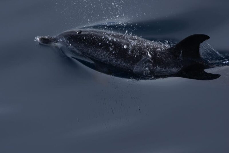 La Palma: Wildlife Viewing and Cumbre Vieja Boat Tour - Final Thoughts