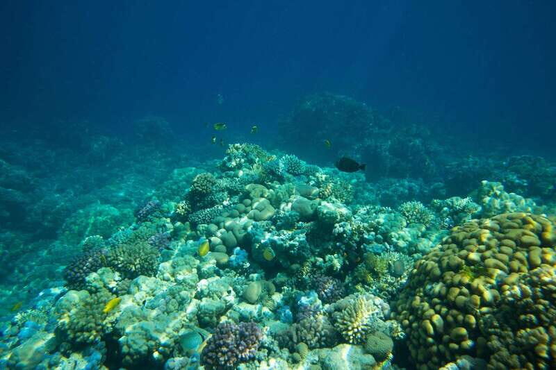 La Paz: Coral Farm Snorkel Tour - A Closer Look at the La Paz Coral Farm Snorkel Tour