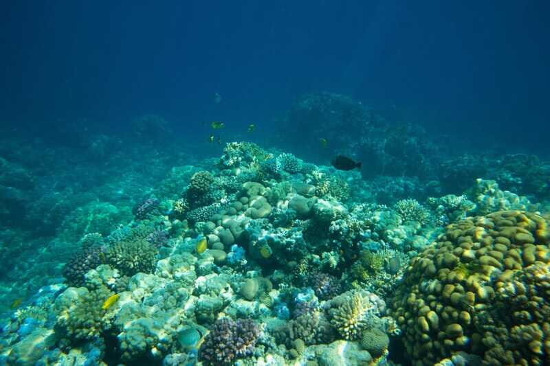 La Paz: Coral Farm Snorkel Tour - FAQ