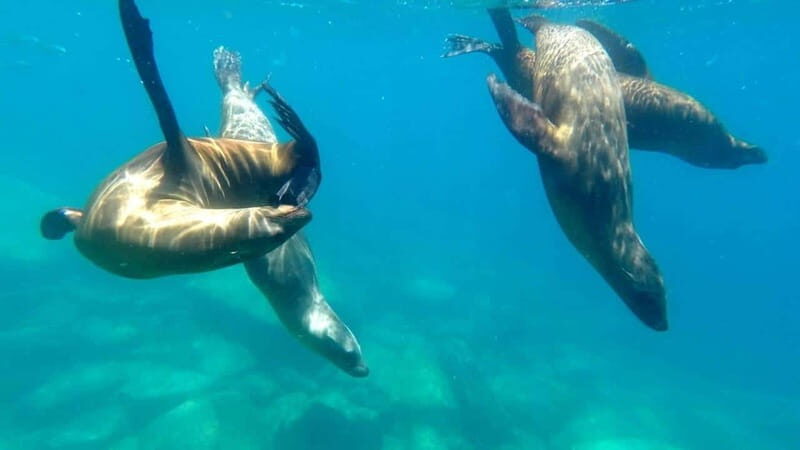 La Paz: Day Cruise & Snorkelling (w/sea lions) Food & Drinks - Snorkeling and Marine Life Encounters
