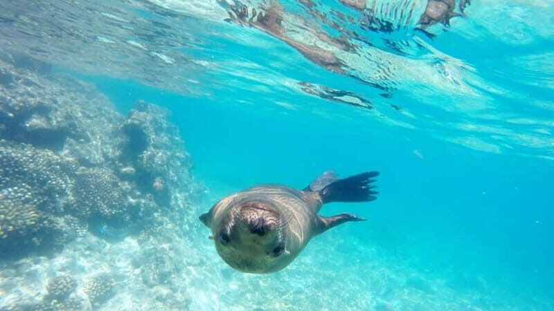 La Paz: Day Cruise & Snorkelling (w/sea lions) Food & Drinks - The Value of a Private Yacht Experience